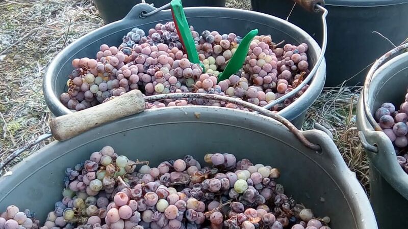 Weingut Löhr Alken Mosel - Beerenauslese – die edelsüße Weinspezialität